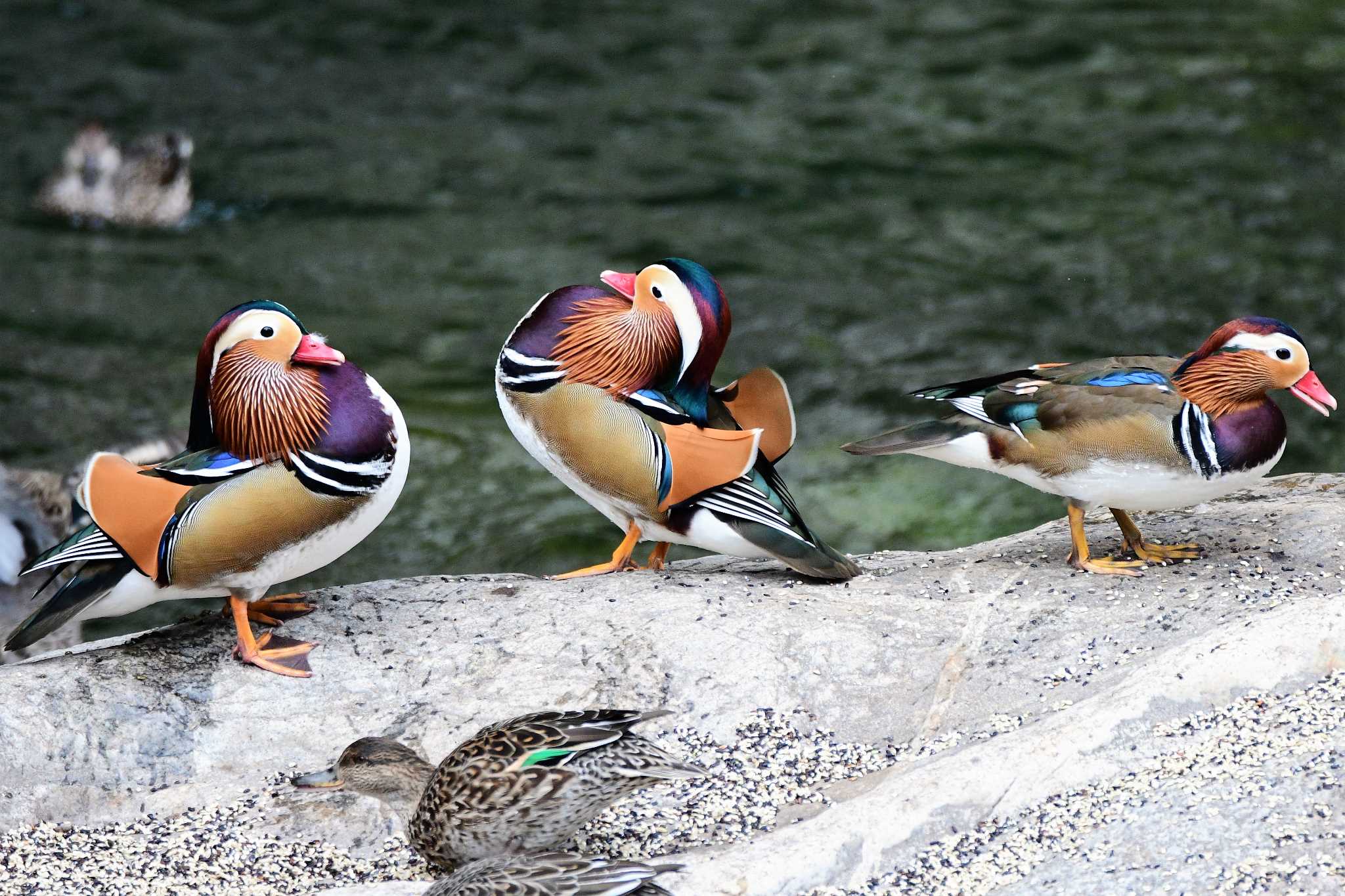 Photo of Mandarin Duck at おしどりの里 by F. Makida