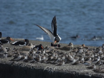 ミヤコドリ ふなばし三番瀬海浜公園 2022年4月10日(日)