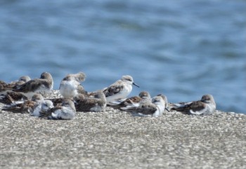 ミユビシギ ふなばし三番瀬海浜公園 2022年4月10日(日)