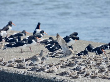 オオソリハシシギ ふなばし三番瀬海浜公園 2022年4月10日(日)