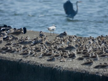 ズグロカモメ ふなばし三番瀬海浜公園 2022年4月10日(日)