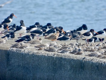 オオソリハシシギ ふなばし三番瀬海浜公園 2022年4月10日(日)