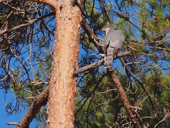 Sat, 4/9/2022 Birding report at 嵯峨塩深沢林道