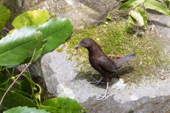 カワガラス 場所が不明 2022年4月2日(土)