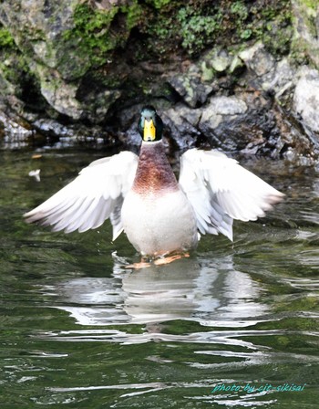 Mallard おしどりの里 Mon, 11/13/2017