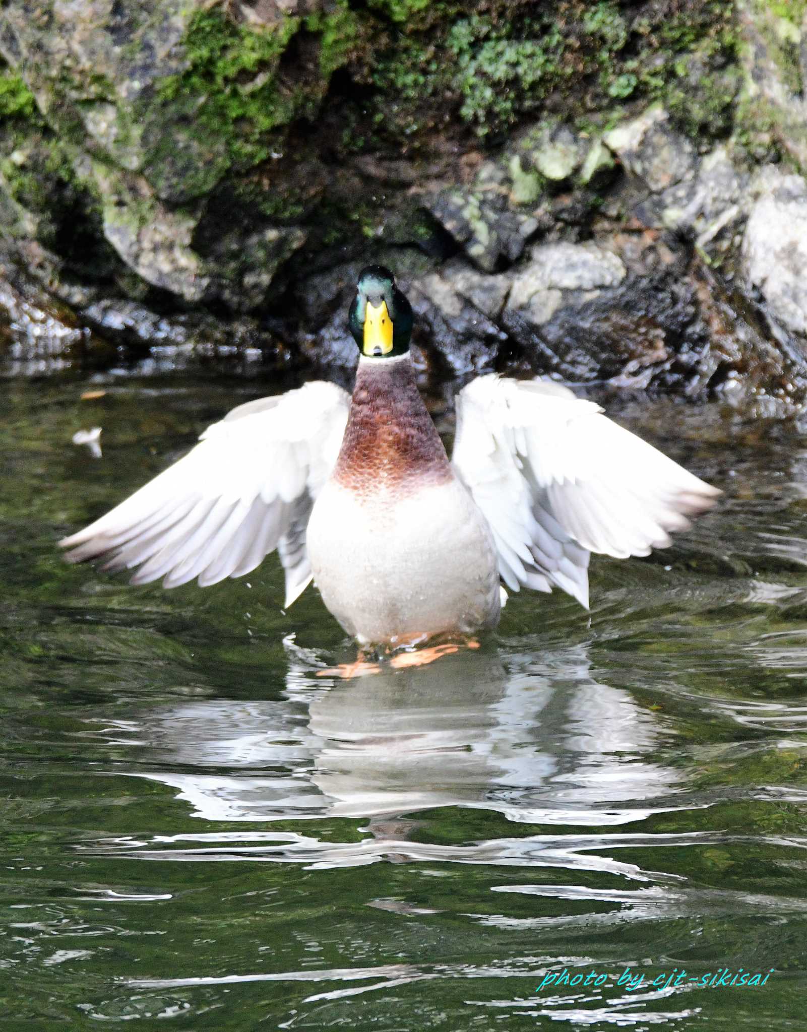 おしどりの里 マガモの写真 by F. Makida