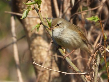 Japanese Bush Warbler 長瀞町 Mon, 4/12/2021