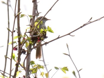 Japanese Bush Warbler 皆野町 Mon, 4/11/2022