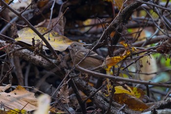 Siberian Long-tailed Rosefinch Hayatogawa Forest Road Wed, 11/15/2017