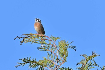 Meadow Bunting 菜の花台 Sat, 4/9/2022