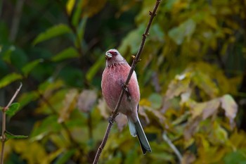 Siberian Long-tailed Rosefinch Hayatogawa Forest Road Wed, 11/15/2017