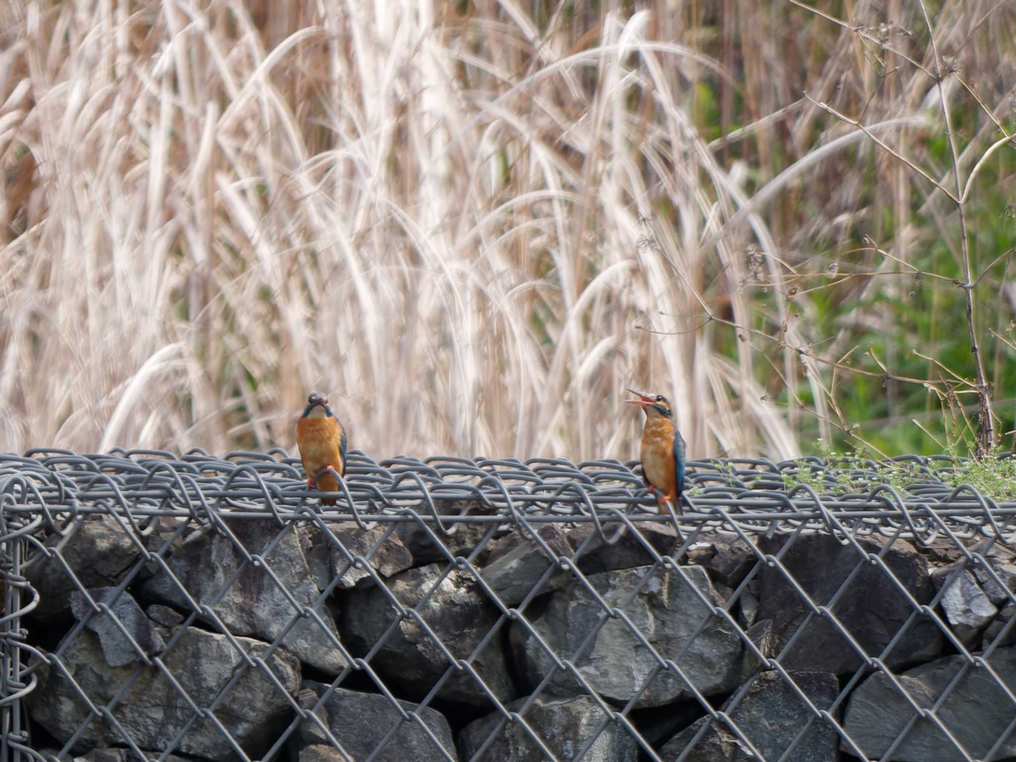 カワセミ