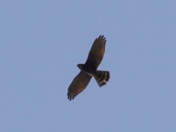 2022年4月12日(火) 座間谷戸山公園の野鳥観察記録