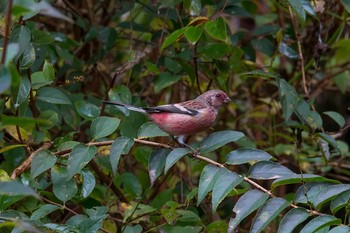 Siberian Long-tailed Rosefinch Hayatogawa Forest Road Wed, 11/15/2017