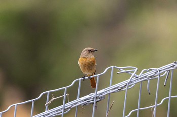 Daurian Redstart 生の松原 Mon, 3/21/2022