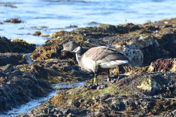 コクガン 北海道函館市志海苔町の海岸 2022年3月29日(火)