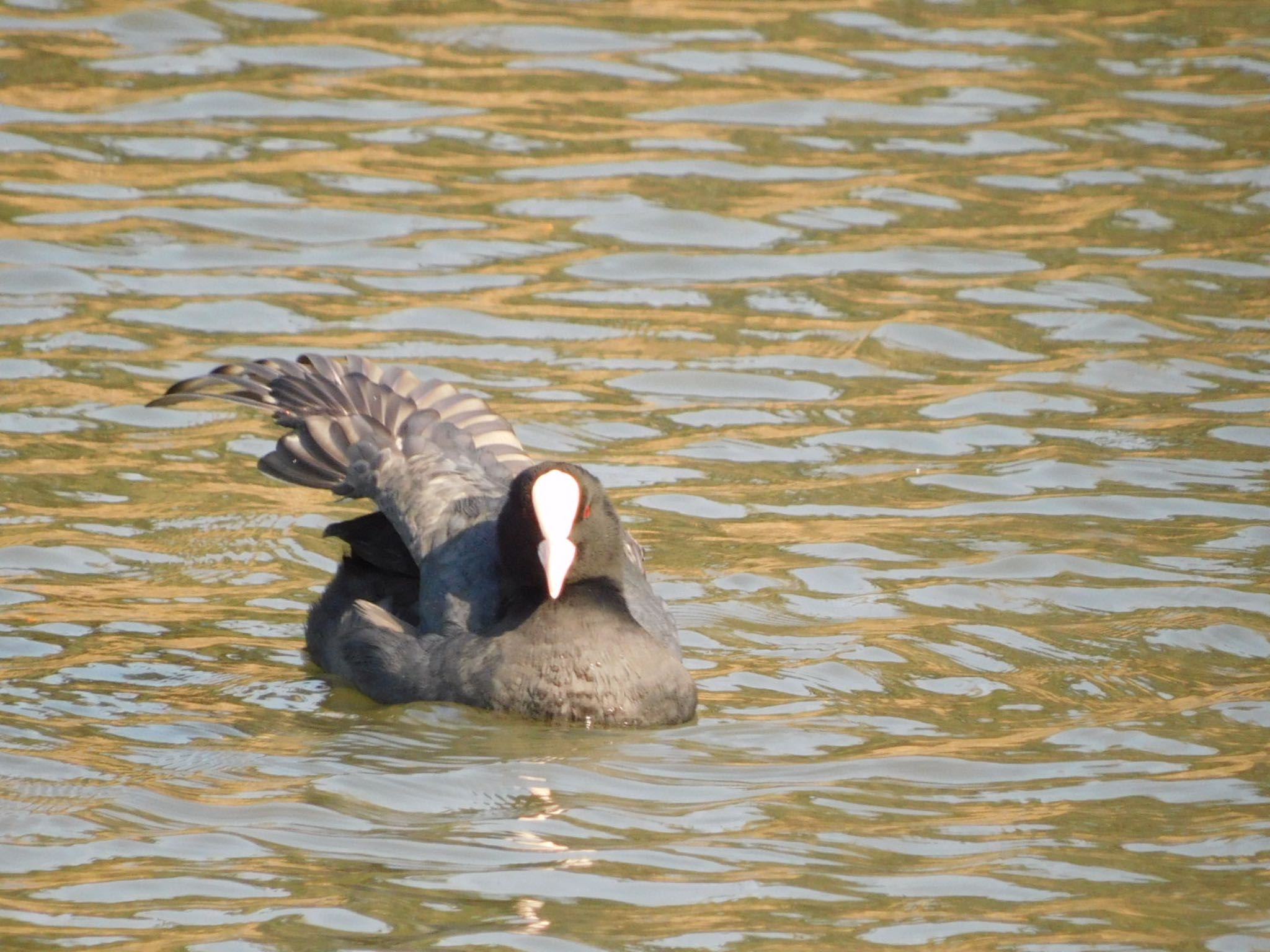 東京港野鳥公園 オオバンの写真 by ucello