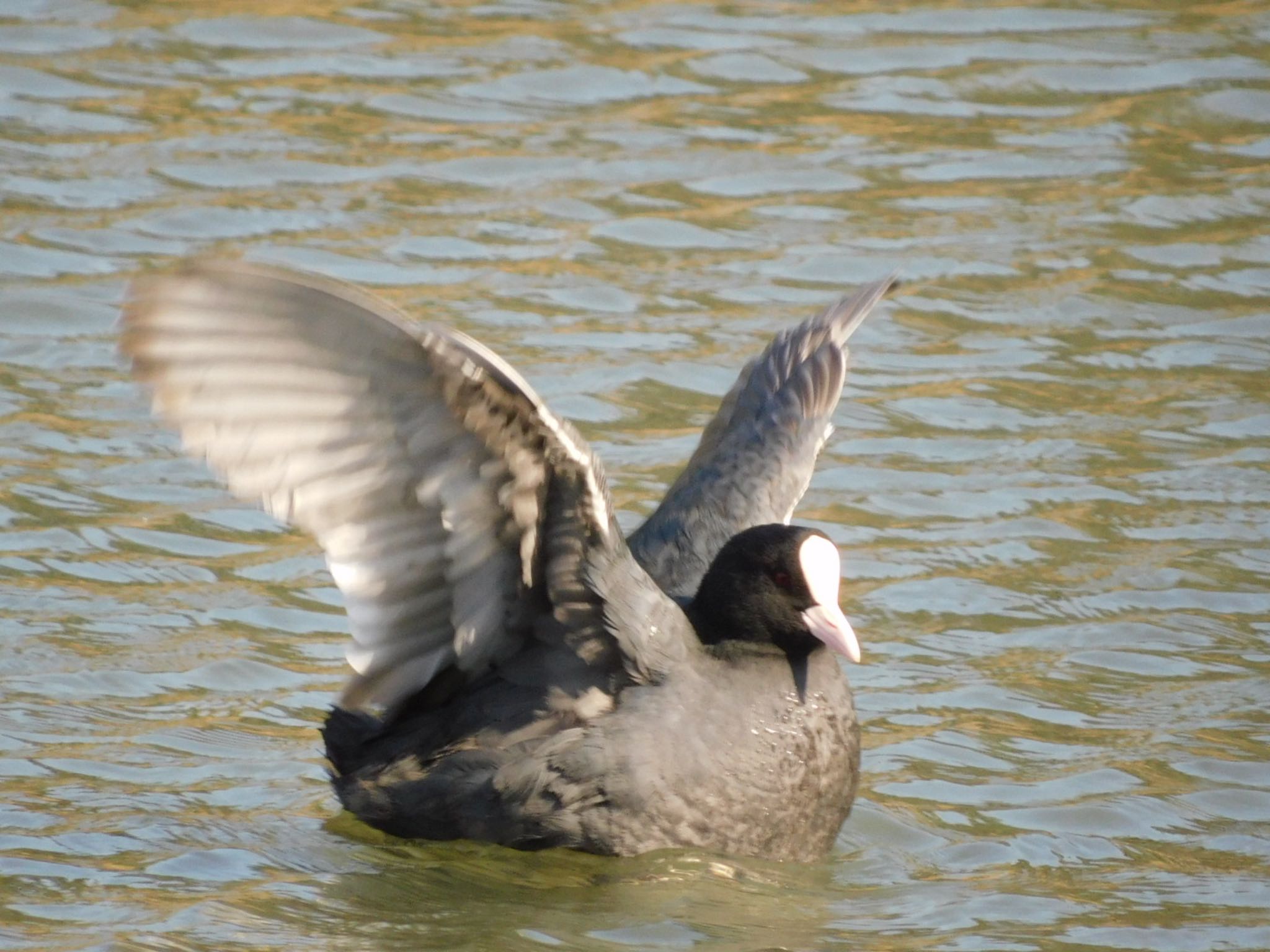 東京港野鳥公園 オオバンの写真 by ucello