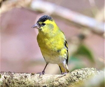 マヒワ ささやまの森公園(篠山の森公園) 2022年4月12日(火)