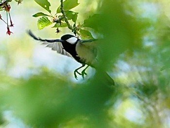 Japanese Tit 横浜市 Tue, 4/12/2022