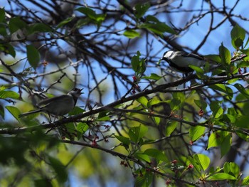 Japanese Tit 横浜市 Tue, 4/12/2022