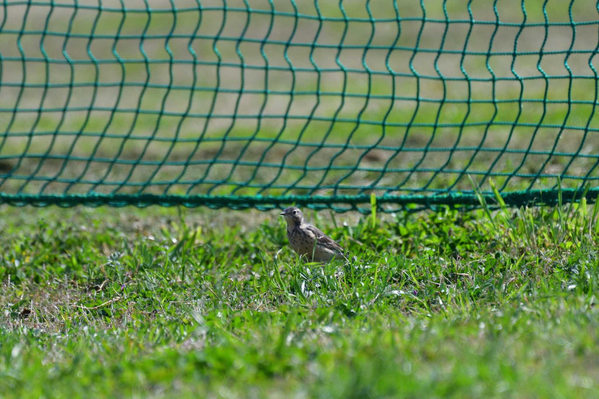 Water Pipit