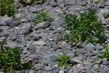 Mon, 4/11/2022 Birding report at 酒匂川河口