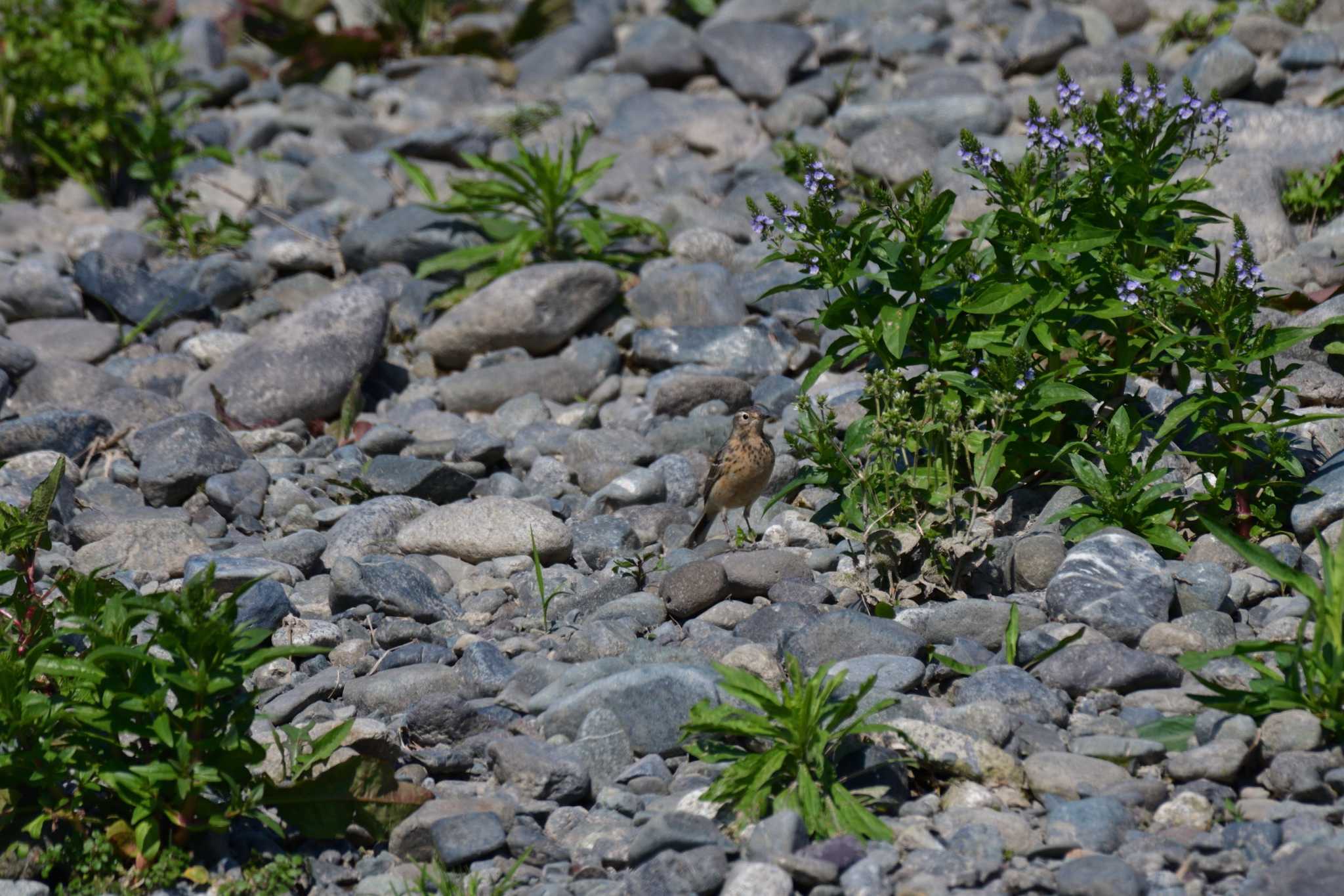 Water Pipit