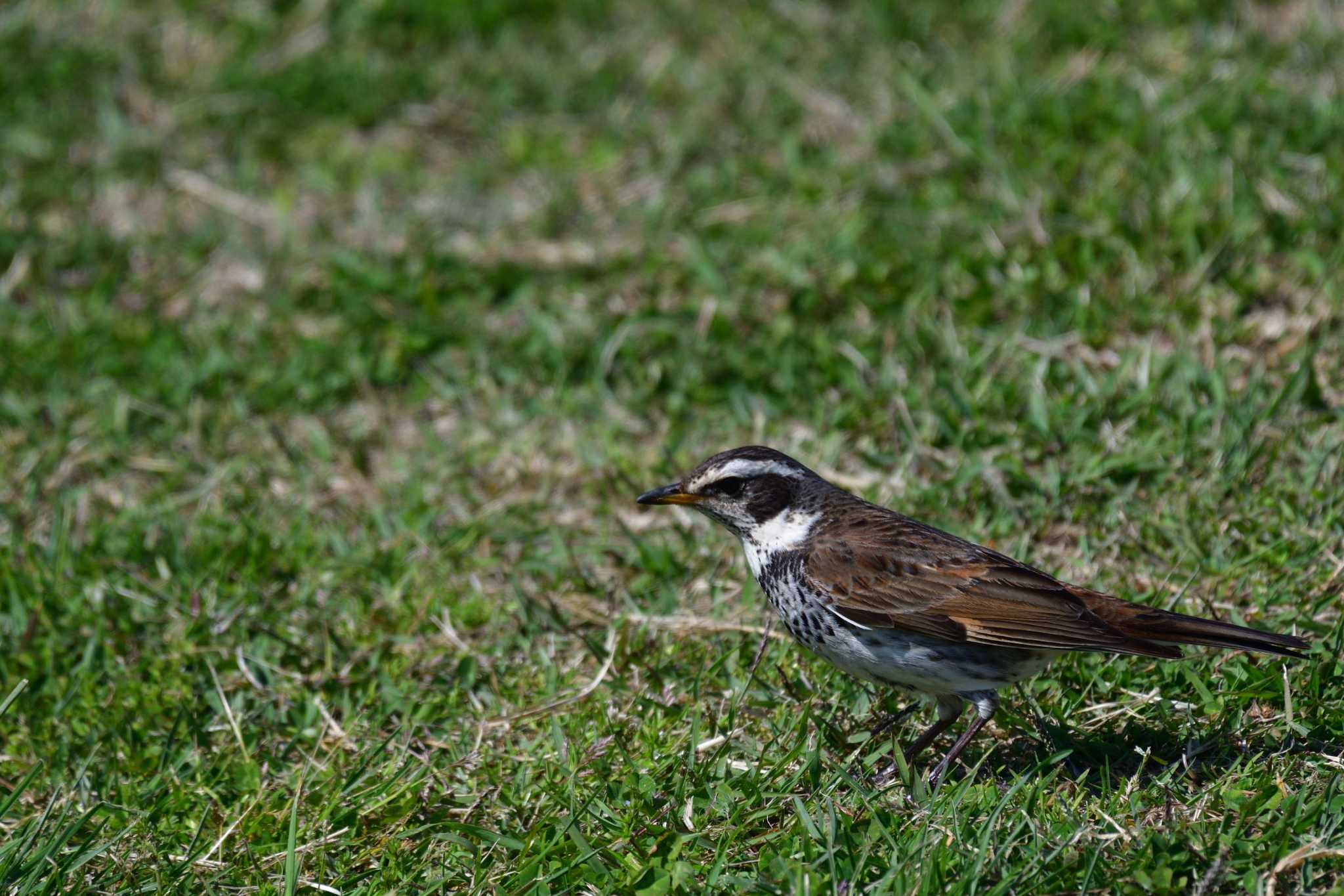 Dusky Thrush