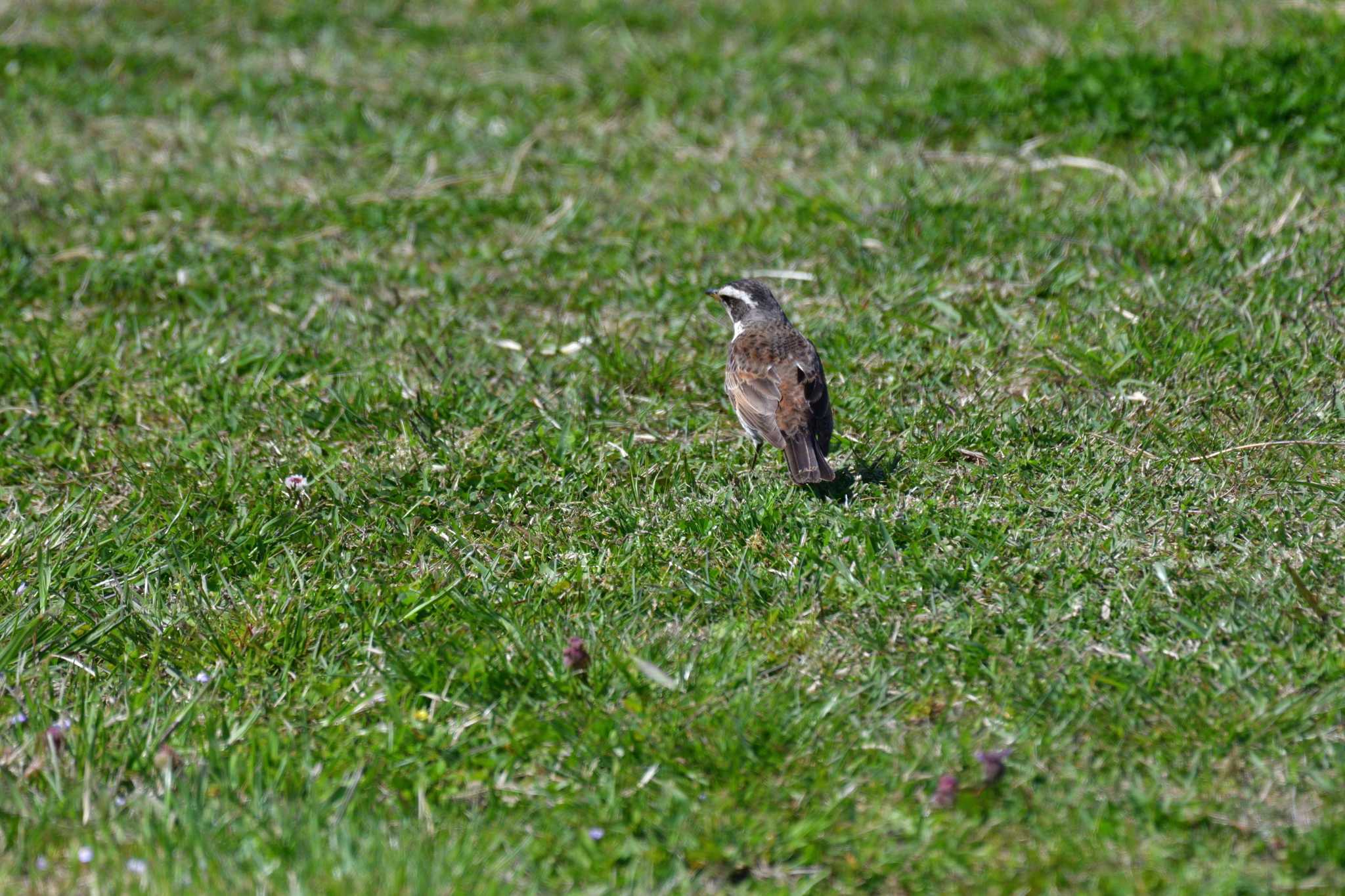 Dusky Thrush