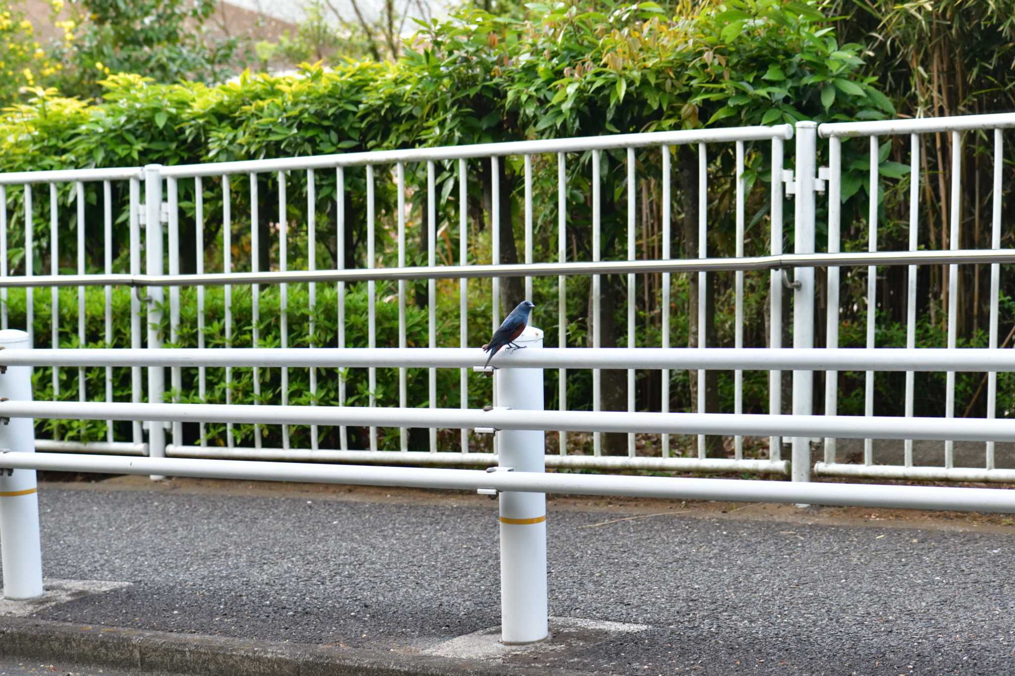 Photo of Blue Rock Thrush at Nagahama Park by やなさん