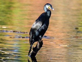 Great Cormorant 東京都 Sun, 11/12/2017