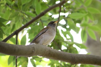 Pale Thrush 花見川 Sun, 3/20/2022