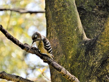 Tue, 4/12/2022 Birding report at 平和の森公園、江古田公園、妙正寺川、哲学堂公園