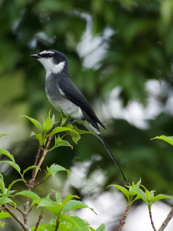 Ryukyu Minivet 油山市民公園 Tue, 4/12/2022