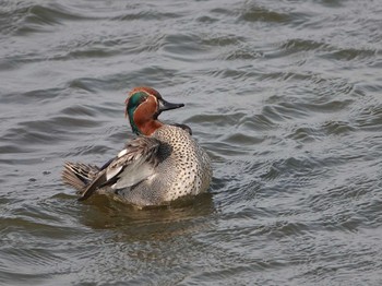 Eurasian Teal Isanuma Mon, 4/11/2022