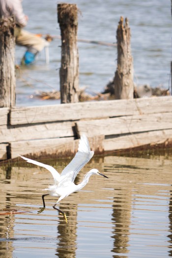 2022年4月11日(月) 伊佐沼の野鳥観察記録