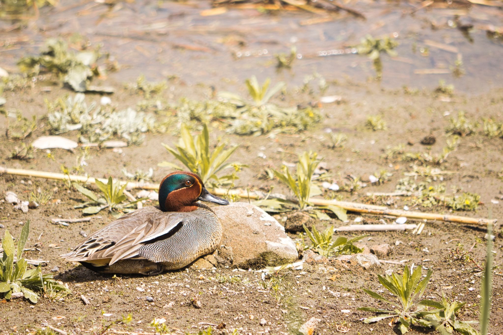 伊佐沼 コガモの写真 by naturedrop