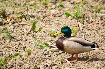 マガモ 伊佐沼 2022年4月11日(月)