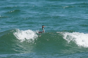 Great Crested Grebe 日野川河口(鳥取県) Tue, 4/12/2022