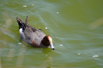 Eurasian Wigeon 和歌山県平池緑地公園 Sat, 4/9/2022