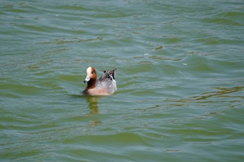 Eurasian Wigeon 和歌山県平池緑地公園 Sat, 4/9/2022