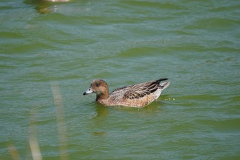 ヒドリガモ 和歌山県平池緑地公園 2022年4月9日(土)