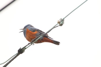 Blue Rock Thrush 泉南市 Sun, 3/27/2022