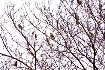 Japanese Grosbeak 泉南市 Sat, 4/2/2022