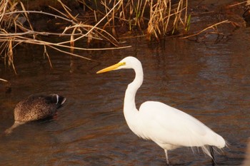 Great Egret 阪南市 Sun, 3/27/2022