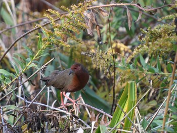 Ruddy-breasted Crake Unknown Spots Wed, 11/15/2017