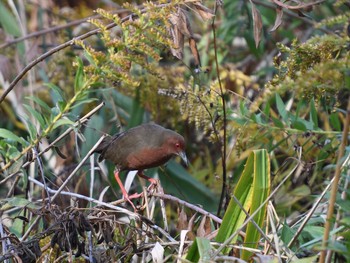 Ruddy-breasted Crake Unknown Spots Wed, 11/15/2017