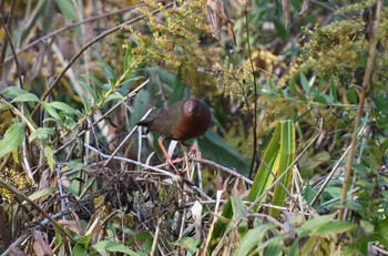 Ruddy-breasted Crake Unknown Spots Wed, 11/15/2017