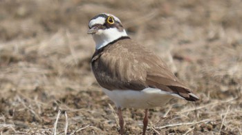 コチドリ 南谷地公園付近 2022年4月12日(火)